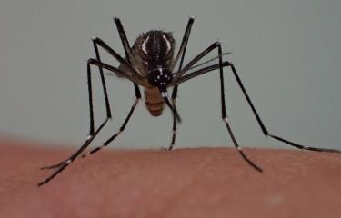 Aedes - Institut Pasteur
