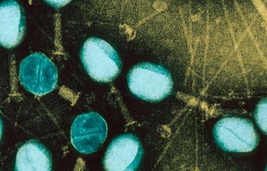 bacteriophage escherichia coli - Institut Pasteur