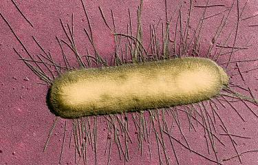 E. Coli - Institut Pasteur