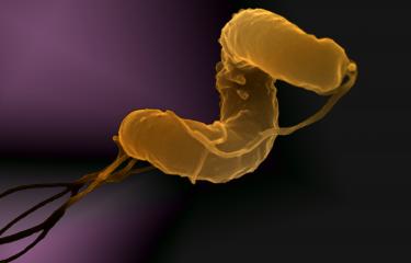 Helicobacter pylori - Institut Pasteur