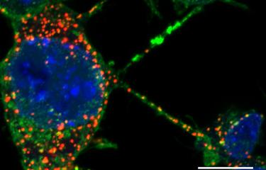 Task Force Coronavirus - Institut Pasteur - 2020