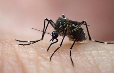Femelle d'Aedes aegypti, élevée au Vectopôle de l'Institut Pasteur de la Guyane