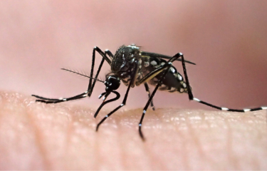 Femelle d'Aedes aegypti - Institut Pasteur de la Guyane