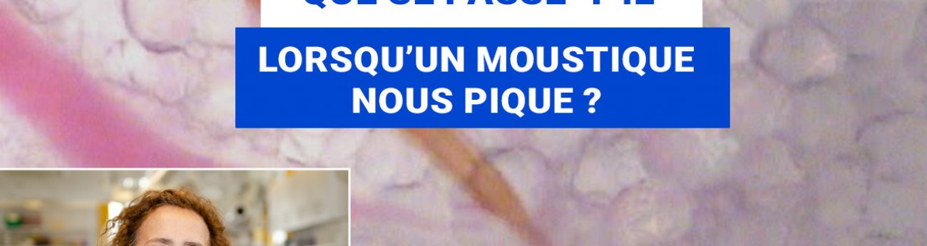 Valérie Choumet - Vidéo d'une piqûre du moustique in vivo 