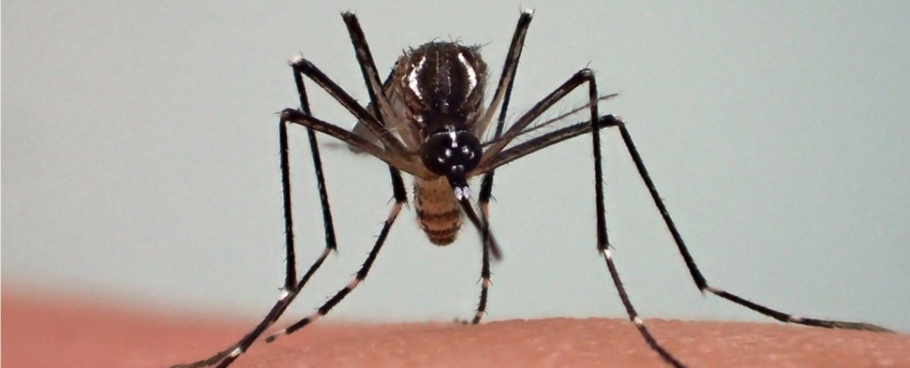 Femelle d'Aedes aegypti, élevée au Vectopôle de l'Institut Pasteur de la Guyane