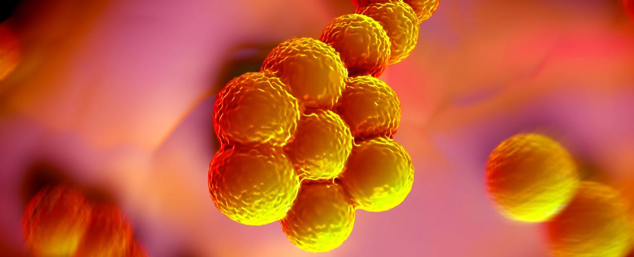 Staphylococcus aureus - Institut Pasteur