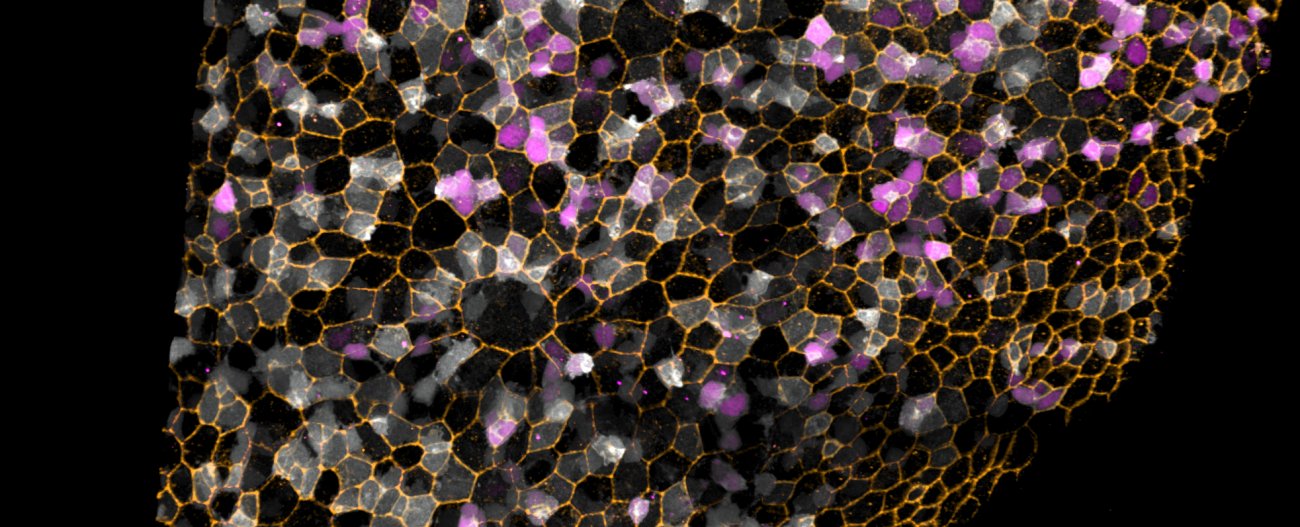 Cellules souches - Danio rerio - Institut Pasteur Cellules souches - Danio rerio - Institut Pasteur