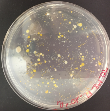 Image 1 MICROBIOLOGIE 2019-2020 Image 1 MICROBIOLOGIE 2019-2020
