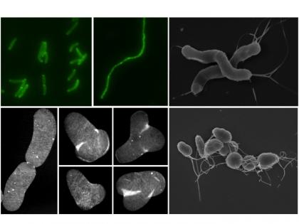 Image 2 MICROBIOLOGIE 2019-2020 Image 2 MICROBIOLOGIE 2019-2020