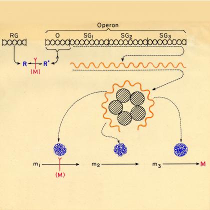 Schéma général d'un opéron. Archives Jacques Monod - Institut Pasteur