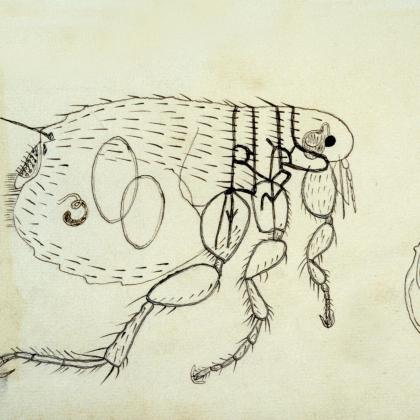 Puce, vecteur de l'agent de la peste. Dessin de Paul Louis Simond - Institut Pasteur Puce, vecteur de l'agent de la peste. Dessin de Paul Louis Simond - Institut Pasteur