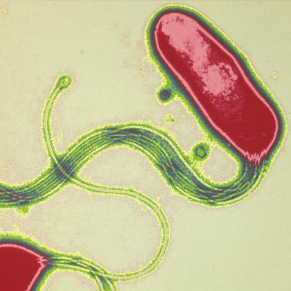 Helicobacter pylori - Institut Pasteur 