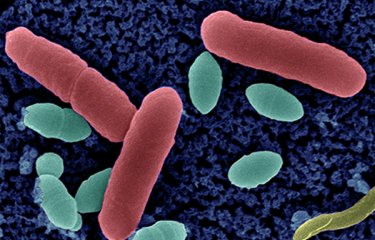 Résistance aux antibiotiques - Institut Pasteur Résistance aux antibiotiques - Institut Pasteur